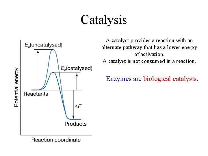 Catalysis A catalyst provides a reaction with an alternate pathway that has a lower