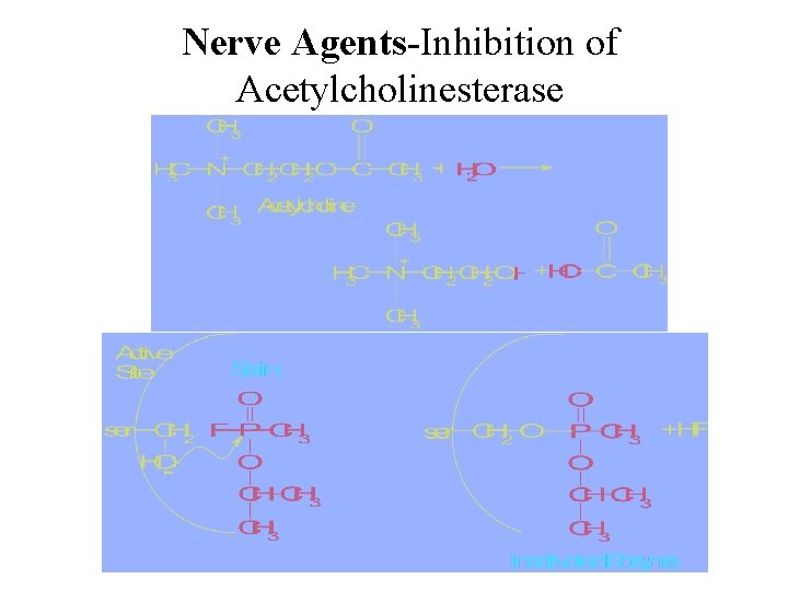 Nerve Agents-Inhibition of Acetylcholinesterase 