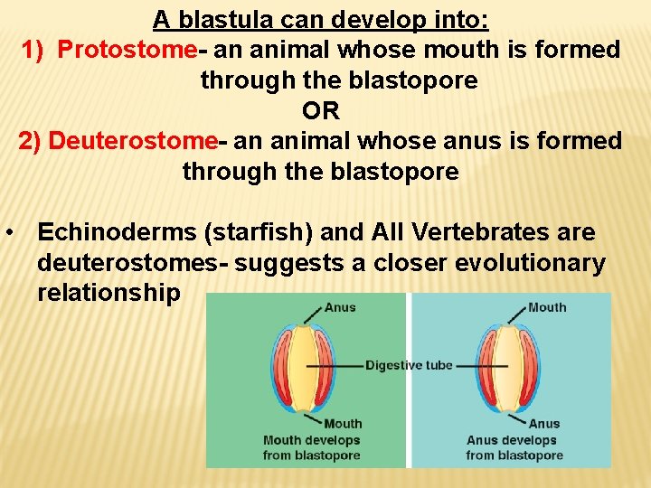 A blastula can develop into: 1) Protostome- an animal whose mouth is formed through