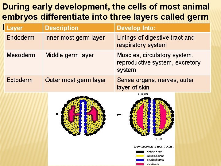 During early development, the cells of most animal embryos differentiate into three layers called