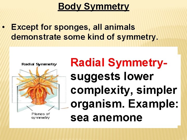 Body Symmetry • Except for sponges, all animals demonstrate some kind of symmetry. Radial