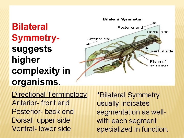 Bilateral Symmetrysuggests higher complexity in organisms. Directional Terminology: Anterior- front end Posterior- back end