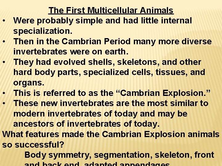 The First Multicellular Animals • Were probably simple and had little internal specialization. •