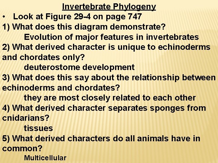 Invertebrate Phylogeny • Look at Figure 29 -4 on page 747 1) What does