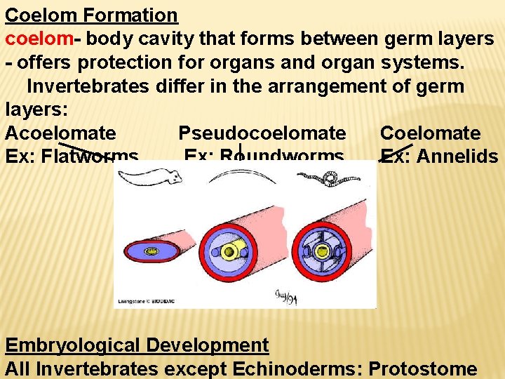 Coelom Formation coelom- body cavity that forms between germ layers - offers protection for
