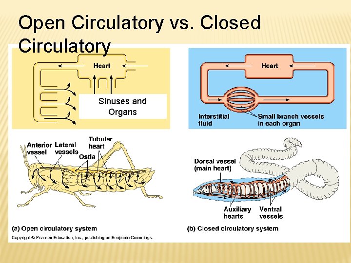 Open Circulatory vs. Closed Circulatory Sinuses and Organs 