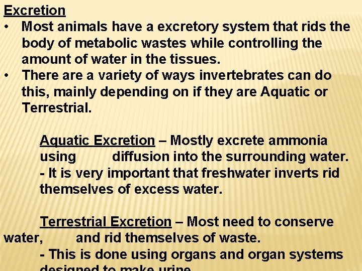 Excretion • Most animals have a excretory system that rids the body of metabolic