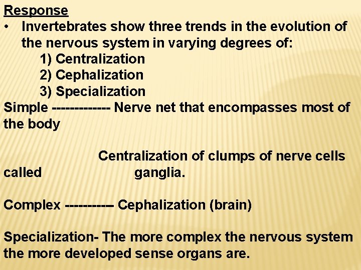 Response • Invertebrates show three trends in the evolution of the nervous system in
