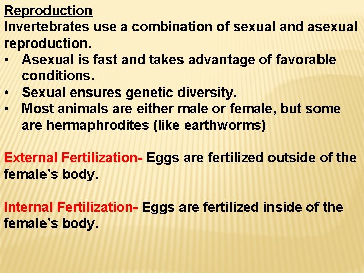 Reproduction Invertebrates use a combination of sexual and asexual reproduction. • Asexual is fast