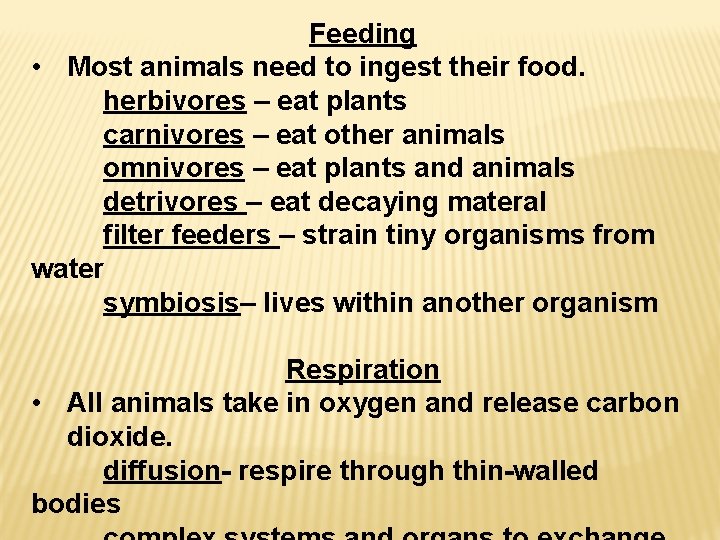 Feeding • Most animals need to ingest their food. herbivores – eat plants carnivores