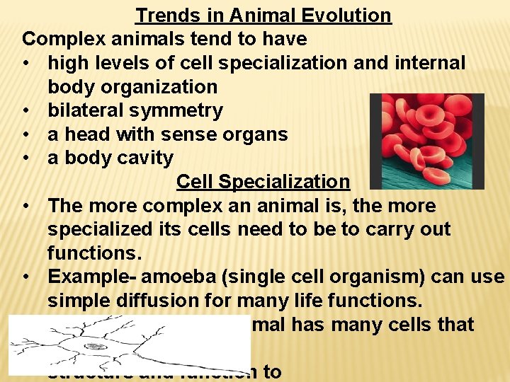 Trends in Animal Evolution Complex animals tend to have • high levels of cell