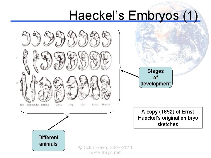 Haeckel’s Embryos (1) Stages of development A copy (1892) of Ernst Haeckel’s original embryo