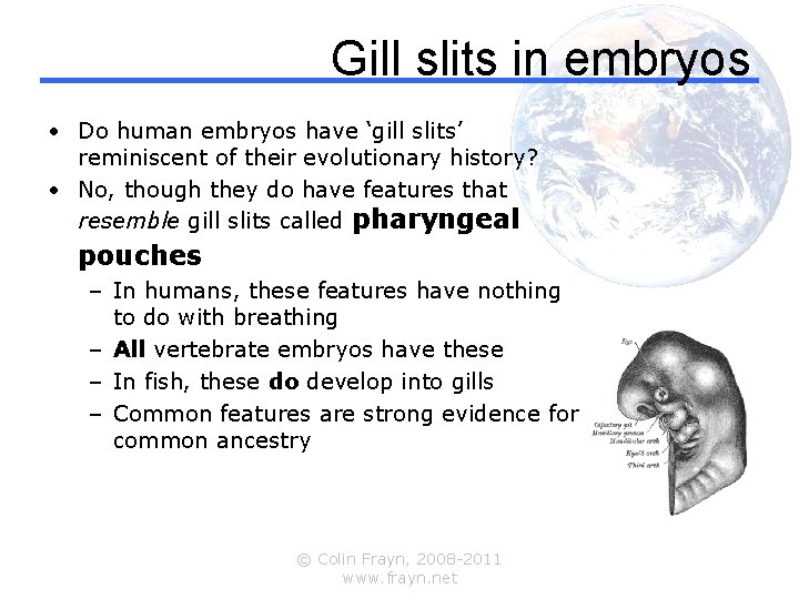 Gill slits in embryos • Do human embryos have ‘gill slits’ reminiscent of their