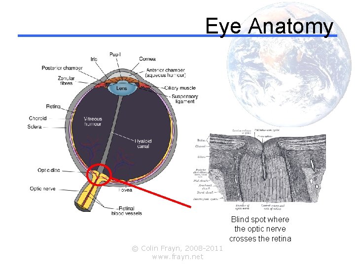 Eye Anatomy Blind spot where the optic nerve crosses the retina © Colin Frayn,