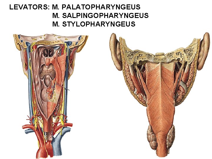 LEVATORS: M. PALATOPHARYNGEUS M. SALPINGOPHARYNGEUS M. STYLOPHARYNGEUS 