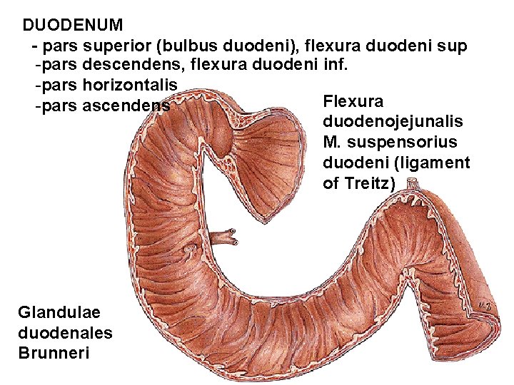 DUODENUM - pars superior (bulbus duodeni), flexura duodeni sup -pars descendens, flexura duodeni inf.