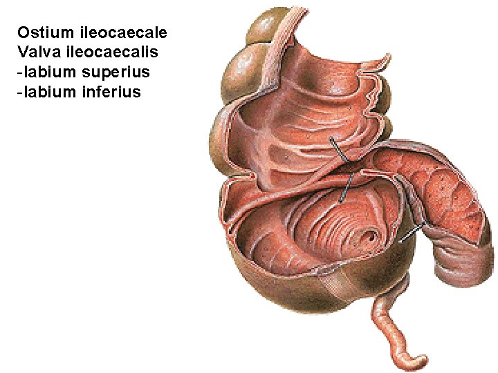 Ostium ileocaecale Valva ileocaecalis -labium superius -labium inferius 
