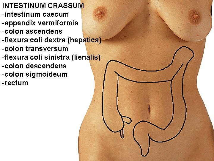 INTESTINUM CRASSUM -intestinum caecum -appendix vermiformis -colon ascendens -flexura coli dextra (hepatica) -colon transversum