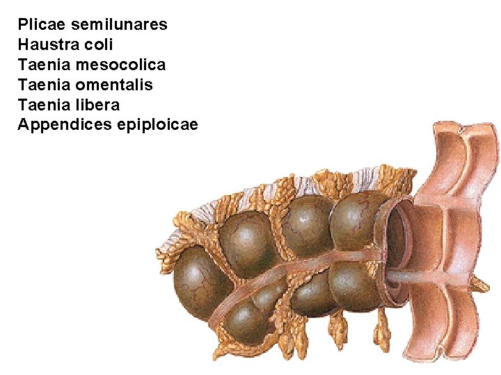 Plicae semilunares Haustra coli Taenia mesocolica Taenia omentalis Taenia libera Appendices epiploicae 