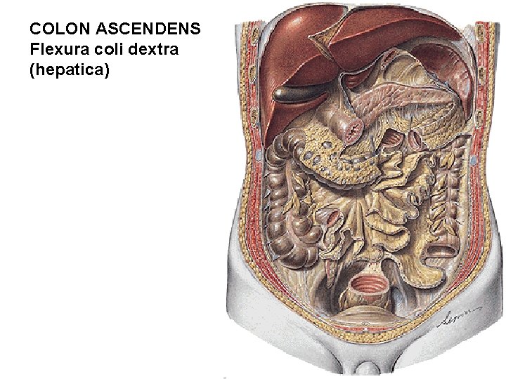 COLON ASCENDENS Flexura coli dextra (hepatica) 