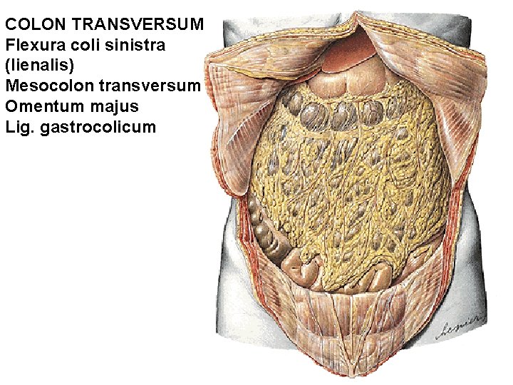 COLON TRANSVERSUM Flexura coli sinistra (lienalis) Mesocolon transversum Omentum majus Lig. gastrocolicum 