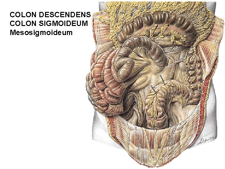 COLON DESCENDENS COLON SIGMOIDEUM Mesosigmoideum 