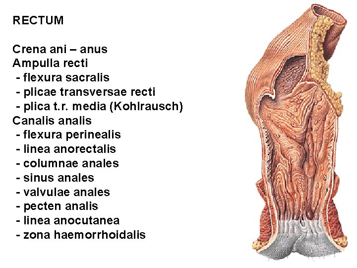 RECTUM Crena ani – anus Ampulla recti - flexura sacralis - plicae transversae recti
