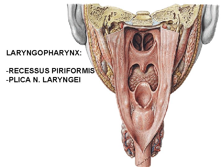 LARYNGOPHARYNX: -RECESSUS PIRIFORMIS -PLICA N. LARYNGEI 