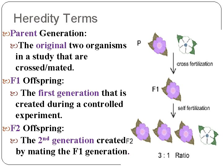 Heredity Terms Parent Generation: The original two organisms in a study that are crossed/mated.