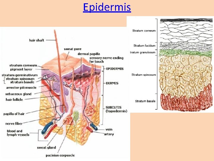 Epidermis 