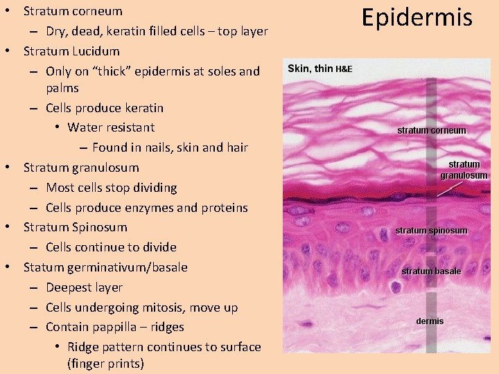  • Stratum corneum – Dry, dead, keratin filled cells – top layer •