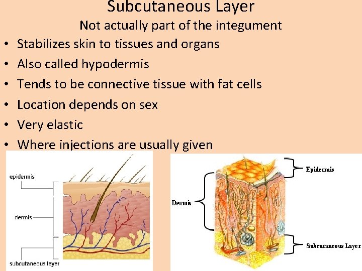 Subcutaneous Layer • • • Not actually part of the integument Stabilizes skin to