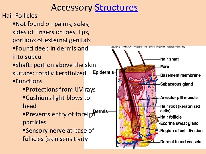 Accessory Structures Hair Follicles §Not found on palms, soles, sides of fingers or toes,