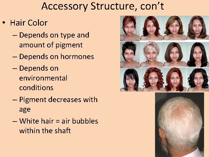 Accessory Structure, con’t • Hair Color – Depends on type and amount of pigment