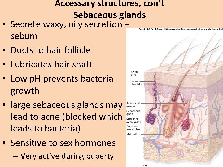  • • • Accessary structures, con’t Sebaceous glands Secrete waxy, oily secretion –