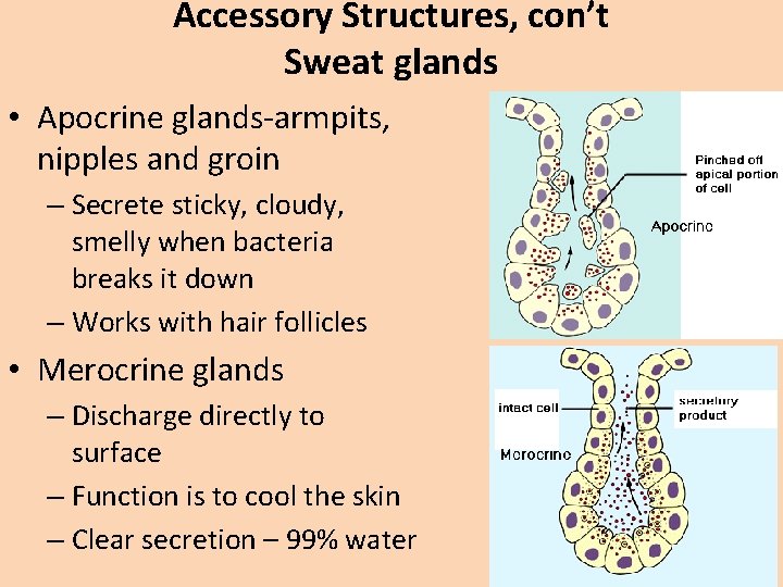 Accessory Structures, con’t Sweat glands • Apocrine glands-armpits, nipples and groin – Secrete sticky,