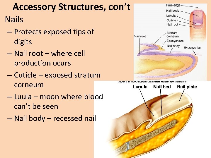 Accessory Structures, con’t • Nails – Protects exposed tips of digits – Nail root