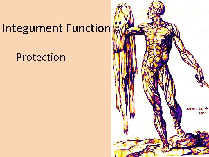 Integument Functions Protection - 