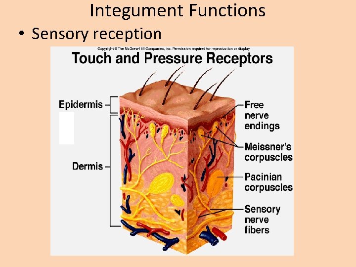 Integument Functions • Sensory reception 