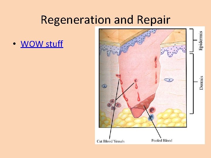 Regeneration and Repair • WOW stuff 