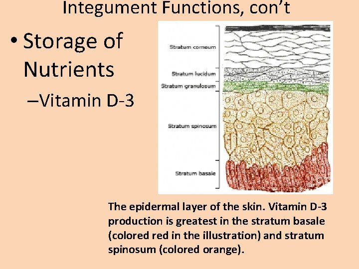 Integument Functions, con’t • Storage of Nutrients –Vitamin D-3 The epidermal layer of the