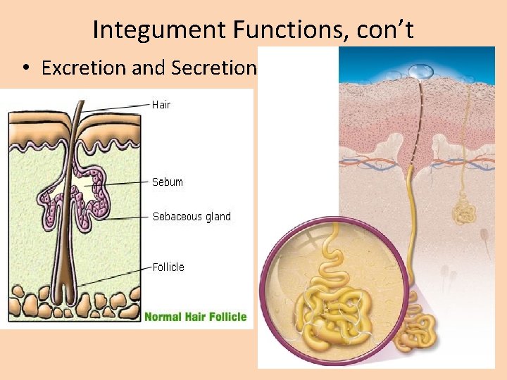 Integument Functions, con’t • Excretion and Secretion 