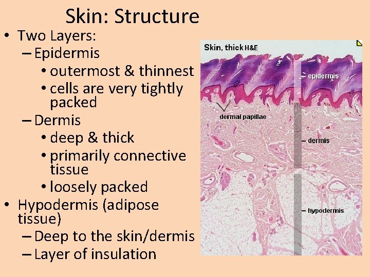 Skin: Structure • Two Layers: – Epidermis • outermost & thinnest • cells are