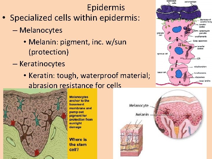 Epidermis • Specialized cells within epidermis: – Melanocytes • Melanin: pigment, inc. w/sun (protection)