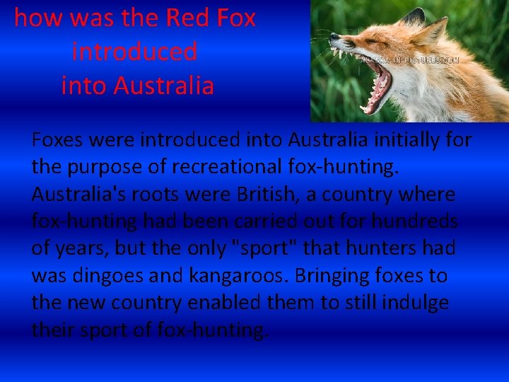 how was the Red Fox introduced into Australia Foxes were introduced into Australia initially