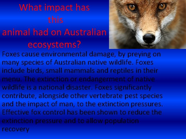 What impact has this animal had on Australian ecosystems? Foxes cause environmental damage, by