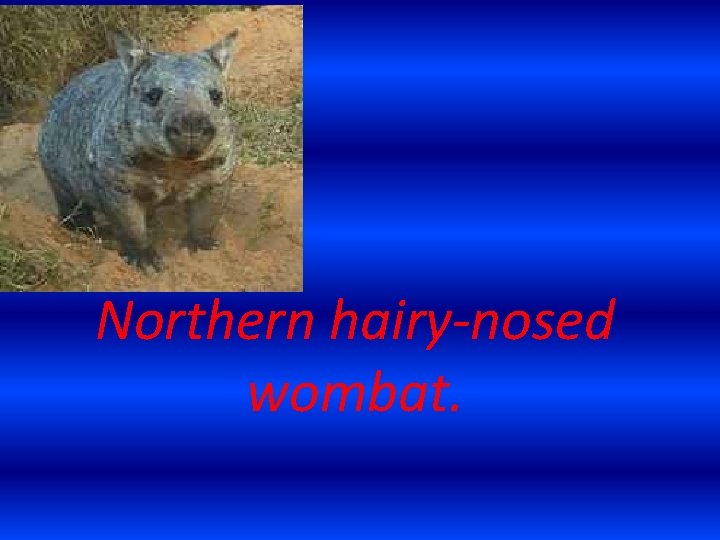 Northern hairy-nosed wombat. 