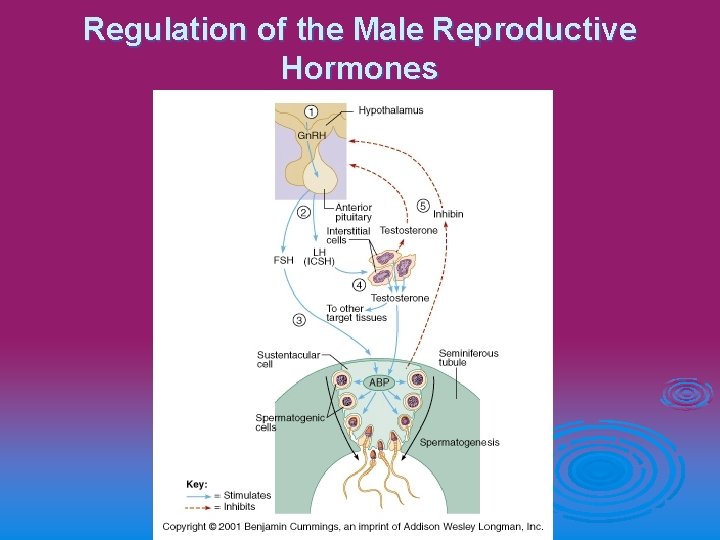 Regulation of the Male Reproductive Hormones 