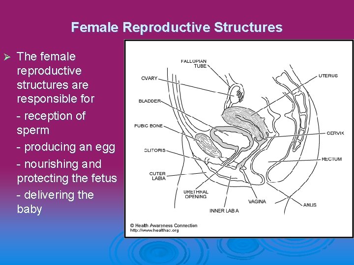 Female Reproductive Structures Ø The female reproductive structures are responsible for - reception of