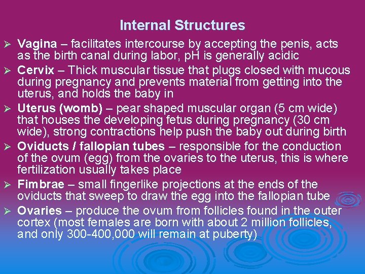 Internal Structures Ø Ø Ø Vagina – facilitates intercourse by accepting the penis, acts
